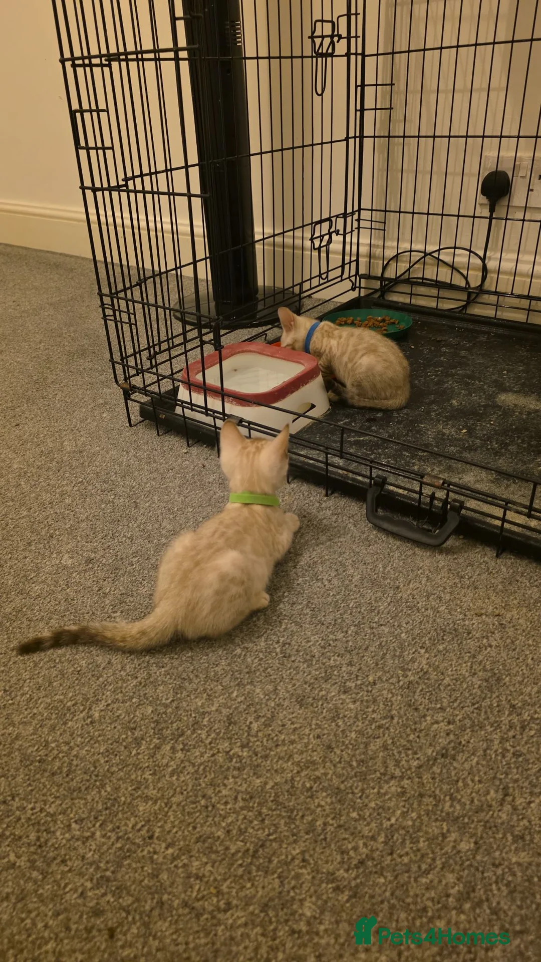 Bengal cats for sale: SNOW BENGALS TICA ACTIVE - Advert 2
