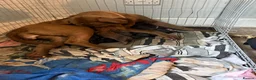 Mixed Breed dogs for sale: Cane corso cross pups for sale  in Airdrie - Advert 36