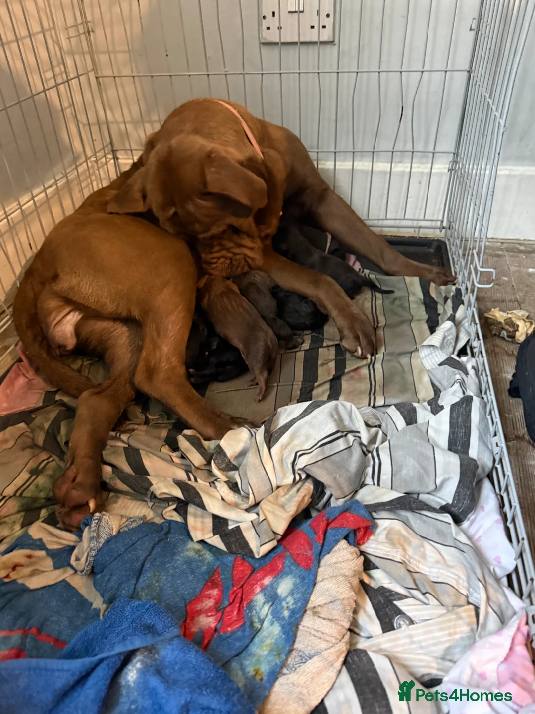 Mixed Breed dogs for sale: Cane corso cross pups for sale  in Airdrie - Advert 36