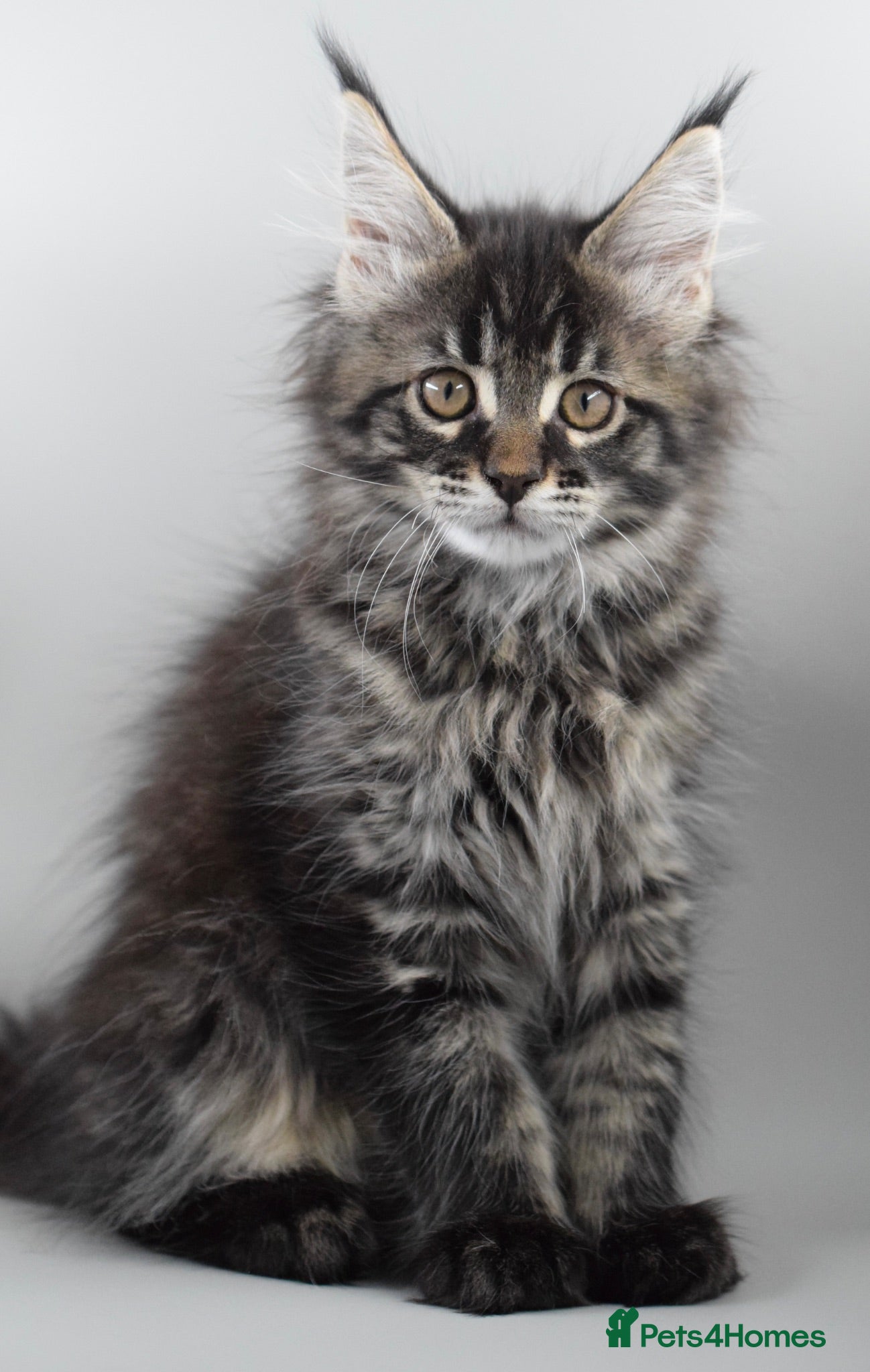 Maine Coon cats     Outstanding Maine Coon Kittens–GCCF Registered - Advert 1