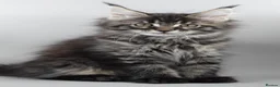Maine Coon cats for sale:     Outstanding Maine Coon Kittens–GCCF Registered - Advert 1