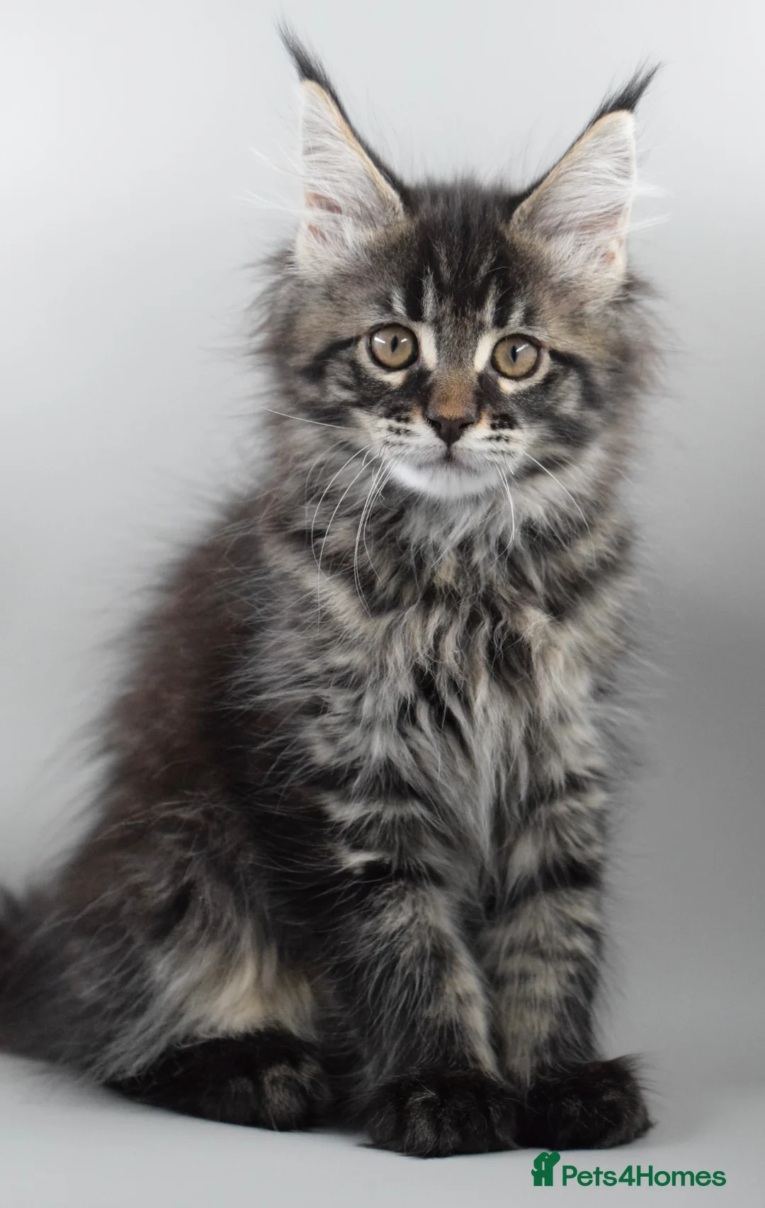 Maine Coon cats for sale:     Outstanding Maine Coon Kittens–GCCF Registered - Advert 1