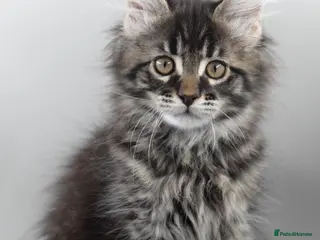 Maine Coon cats Outstanding Maine Coon Kittens–GCCF Registered - Advert 13