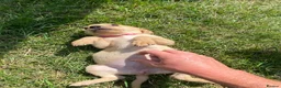 Labrador Retriever dogs for sale: Labrador puppies in Sittingbourne - Advert 15