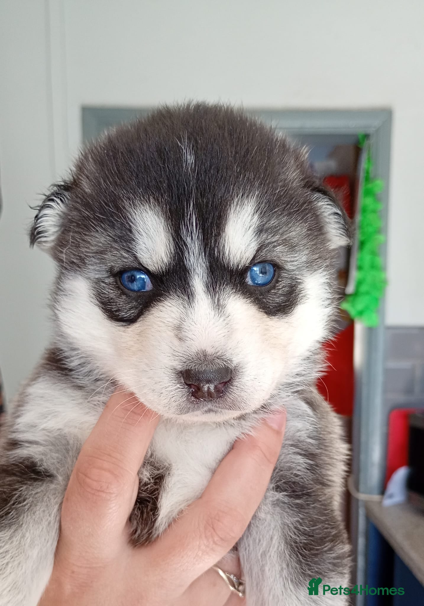 Pomsky dogs 7 beautiful pomskies - Advert 3