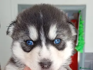 Pomsky dogs 7 beautiful pomskies - Advert 3