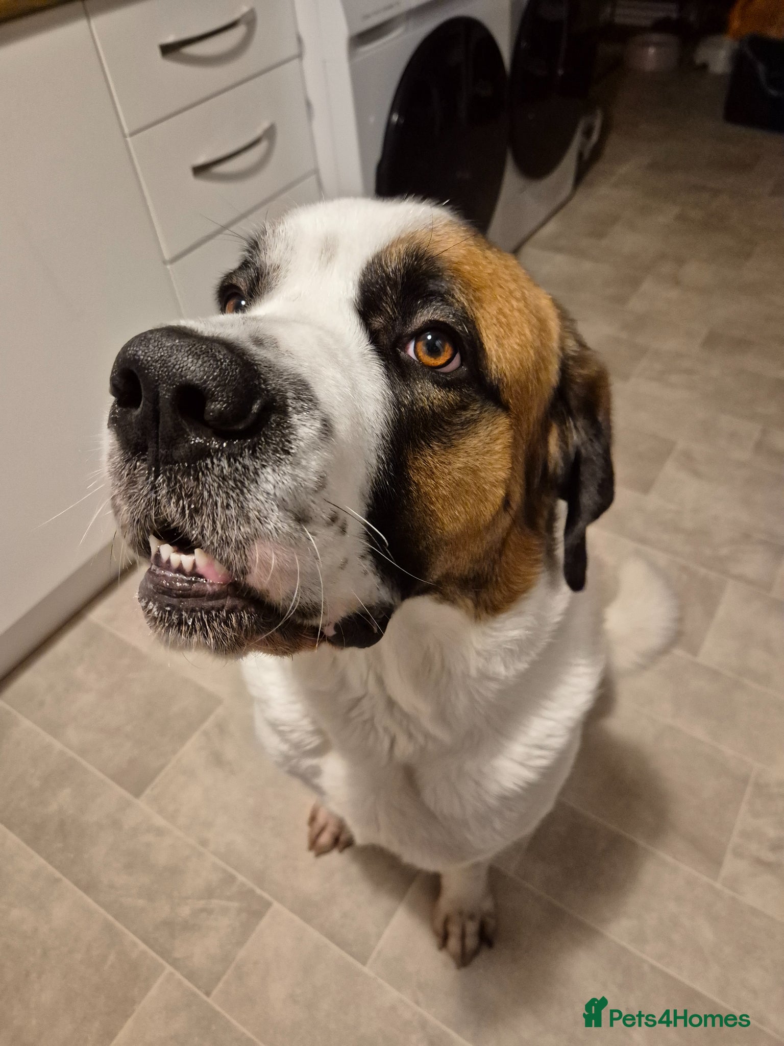 Mixed Breed dogs Caucasian Shepherd x St Bernard Bitch  - Advert 9