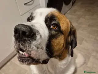 Mixed Breed dogs Caucasian Shepherd x St Bernard Bitch - Advert 10