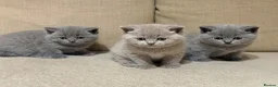 British Shorthair cats for sale: British shorthair kittens  - Advert 6