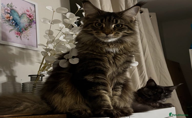 Maine Coon cats - Advert 15