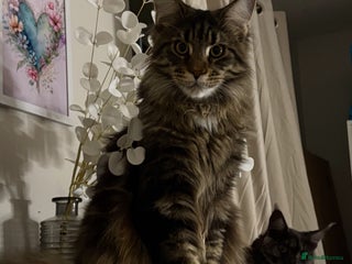 Maine Coon cats - Advert 33