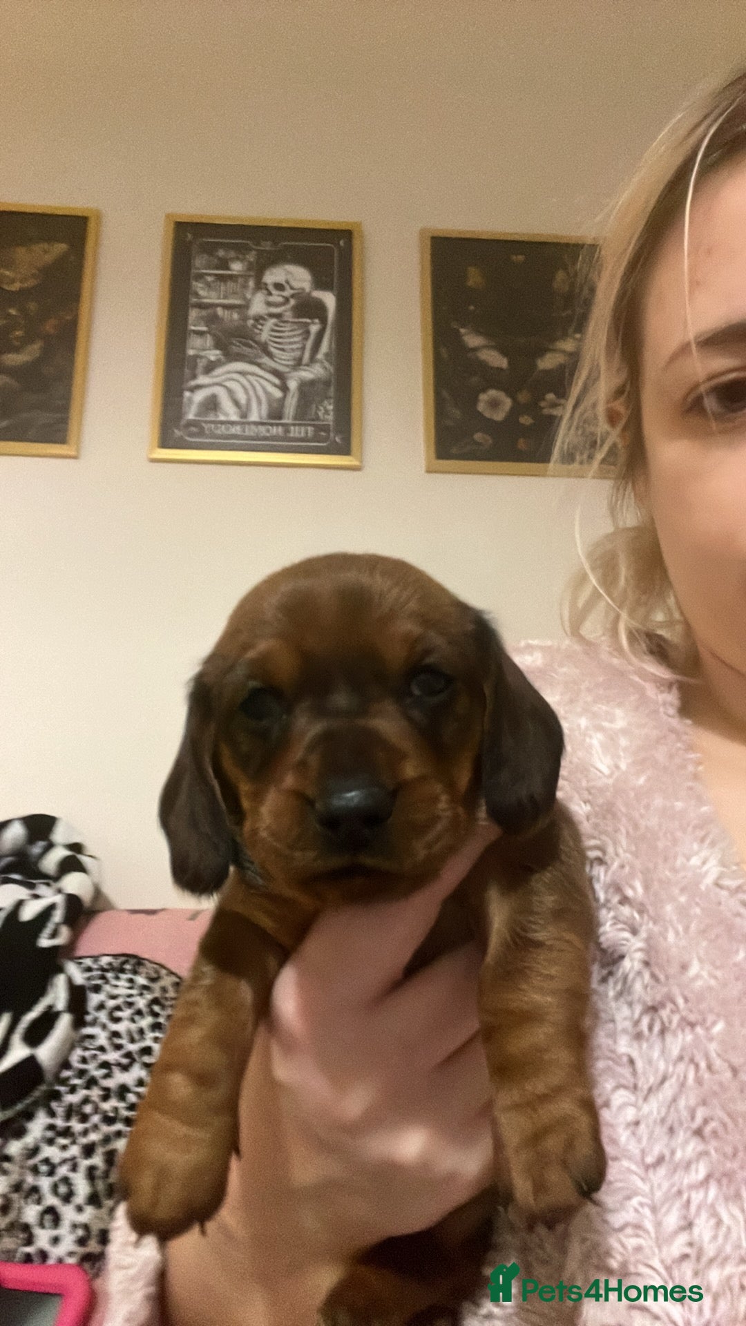 Miniature Dachshund dogs 4 beautiful miniature dachshunds  - Advert 3