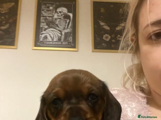 Miniature Dachshund dogs 4 beautiful miniature dachshunds - Advert 4