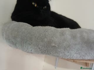 British Shorthair cats Black active girl - Advert 16