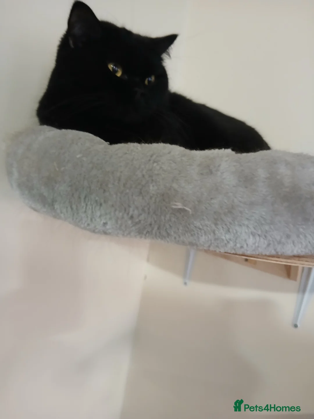 British Shorthair cats for sale: Black active girl,cinnamon carrier - Advert 2