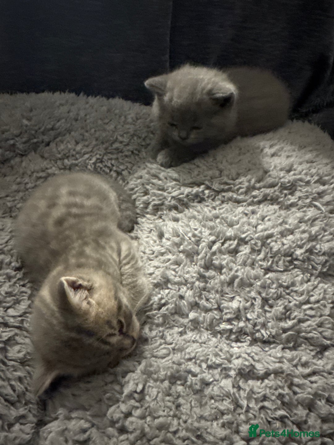 British Shorthair cats for sale: 👉 British Shorthair Kittens – Ready 14 Feb - Advert 5