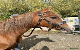 Welsh Section C horses for sale: colt for sale  - Image 5