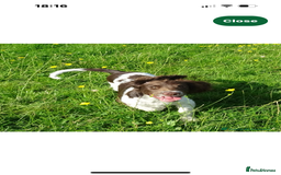 English Springer Spaniel dogs for sale: WANTED  - Image 1