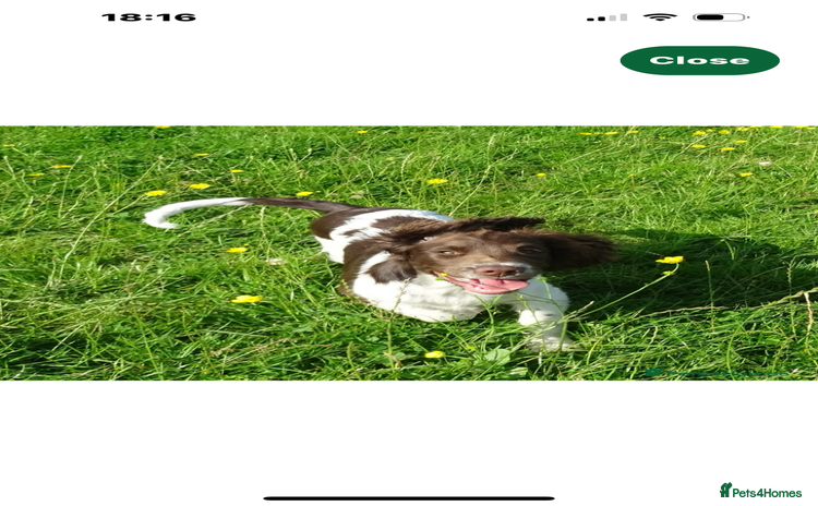 English Springer Spaniel dogs - Advert 2