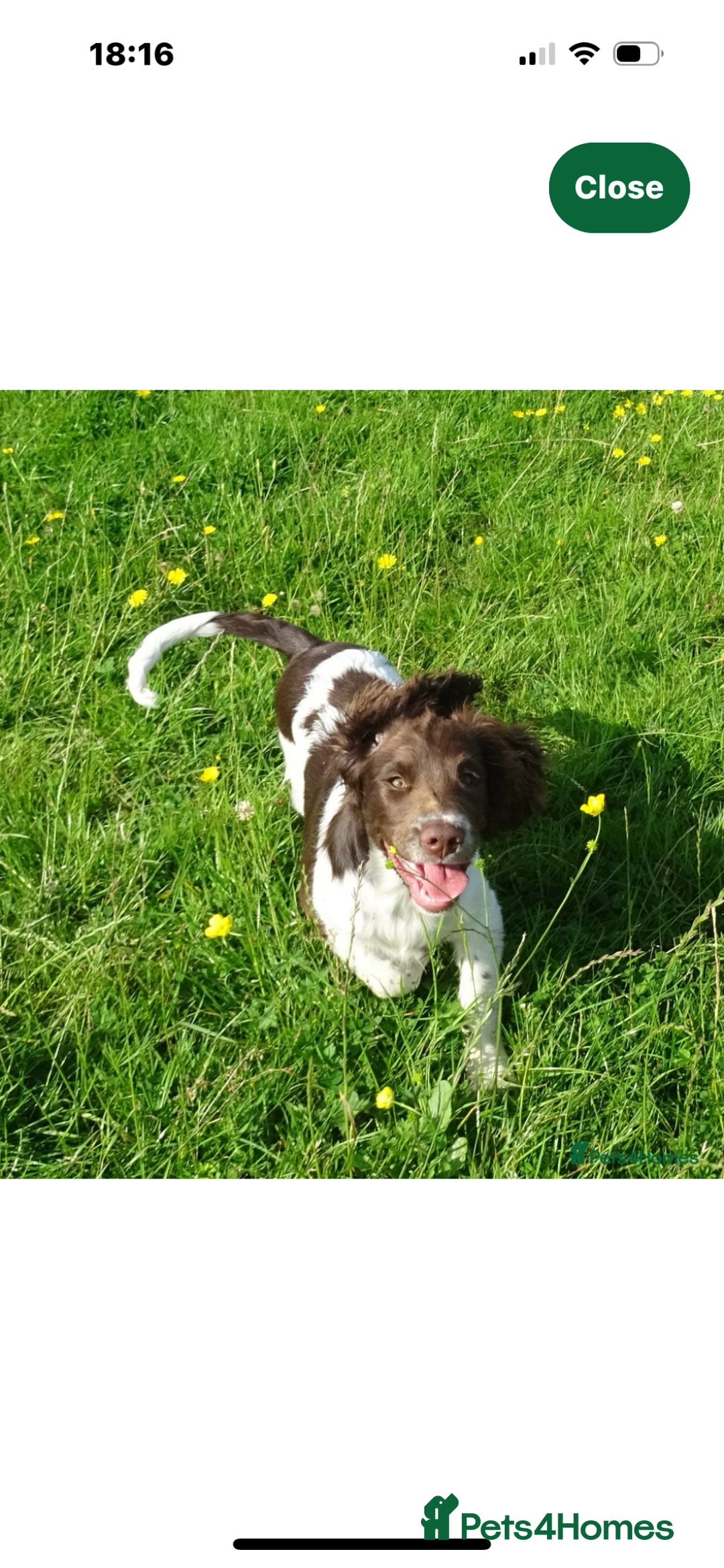 English Springer Spaniel dogs for sale: WANTED  - Image 1