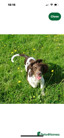 English Springer Spaniel dogs - Advert 1