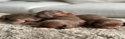 Miniature Dachshund dogs for sale: True beautiful miniature longhair dachshund  - Advert 8