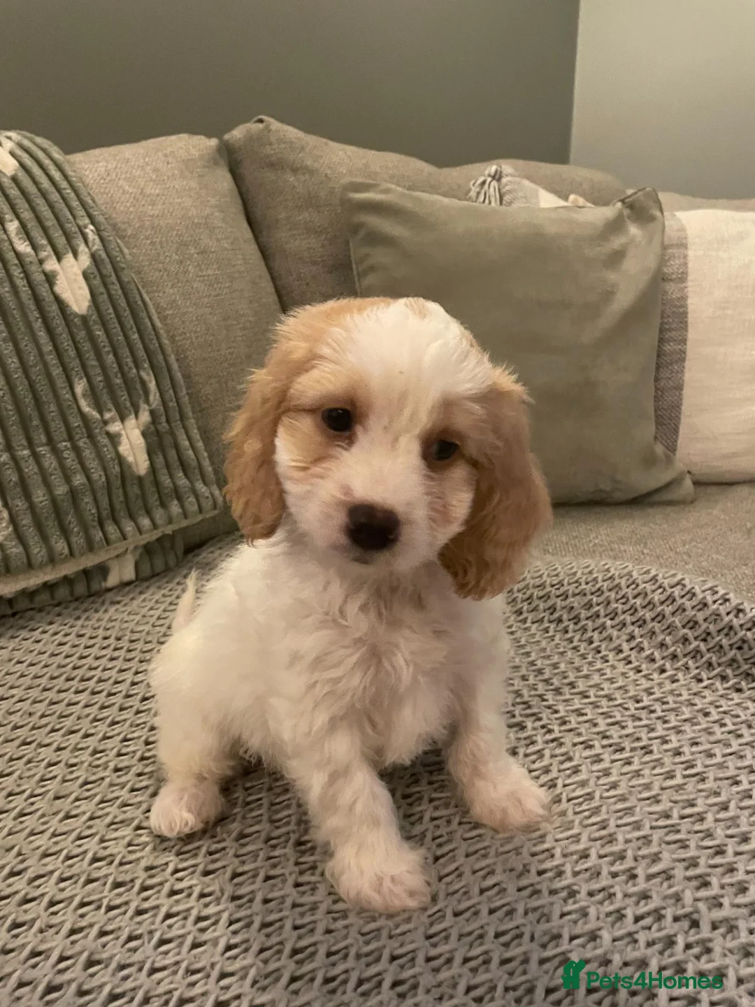 Cockapoo dogs for sale: cockapoo f1 girl puppy - Advert 5