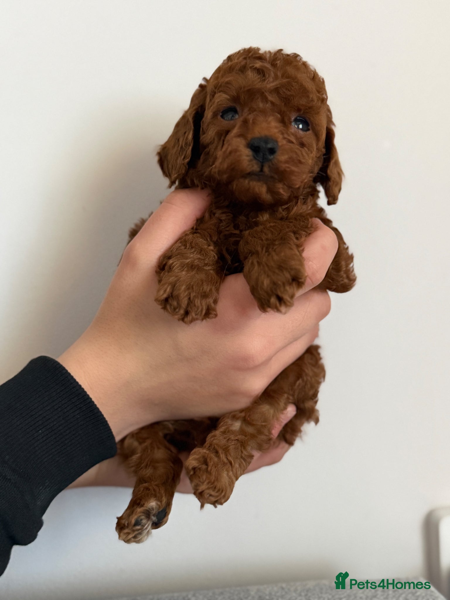 Toy Poodle dogs Stunning Deep Red Toy Poodles Ready 11th April - Advert 2