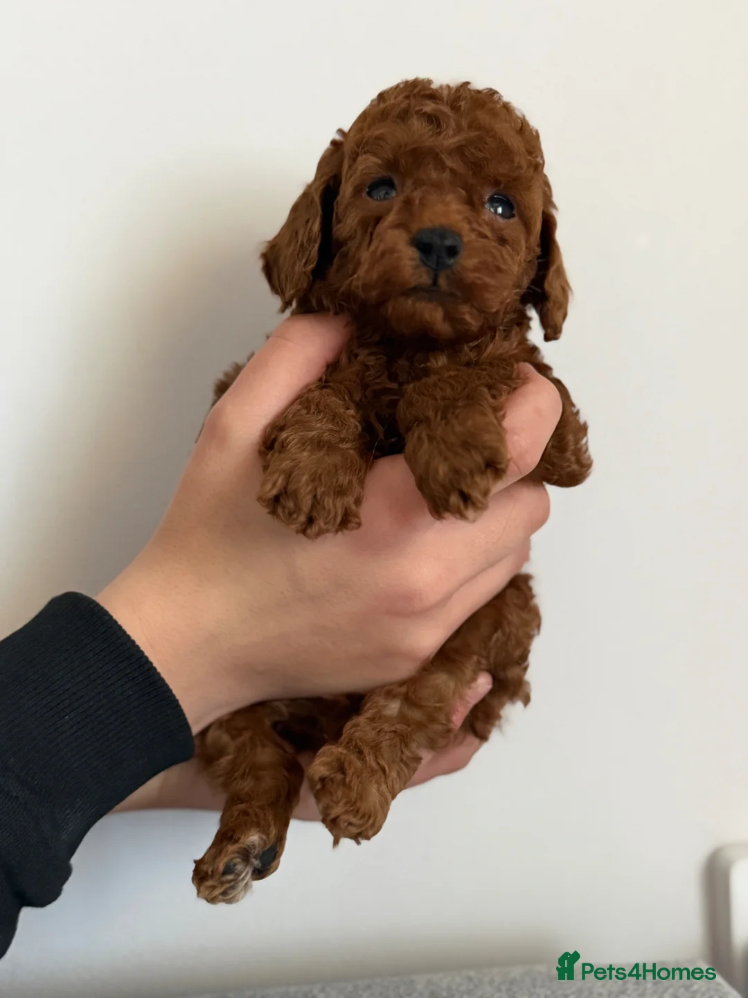 Toy Poodle dogs for sale: Stunning Deep Red Toy Poodles Ready 11th April in Chatham - Advert 2