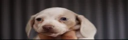 Miniature Dachshund dogs for sale: KC PIEBALD MINIATURE DACHSHUNDS in Birkenhead - Advert 9