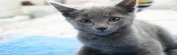 Russian Blue cats for sale: Gorgeous GCCF Russian Blue kittens - Advert 12