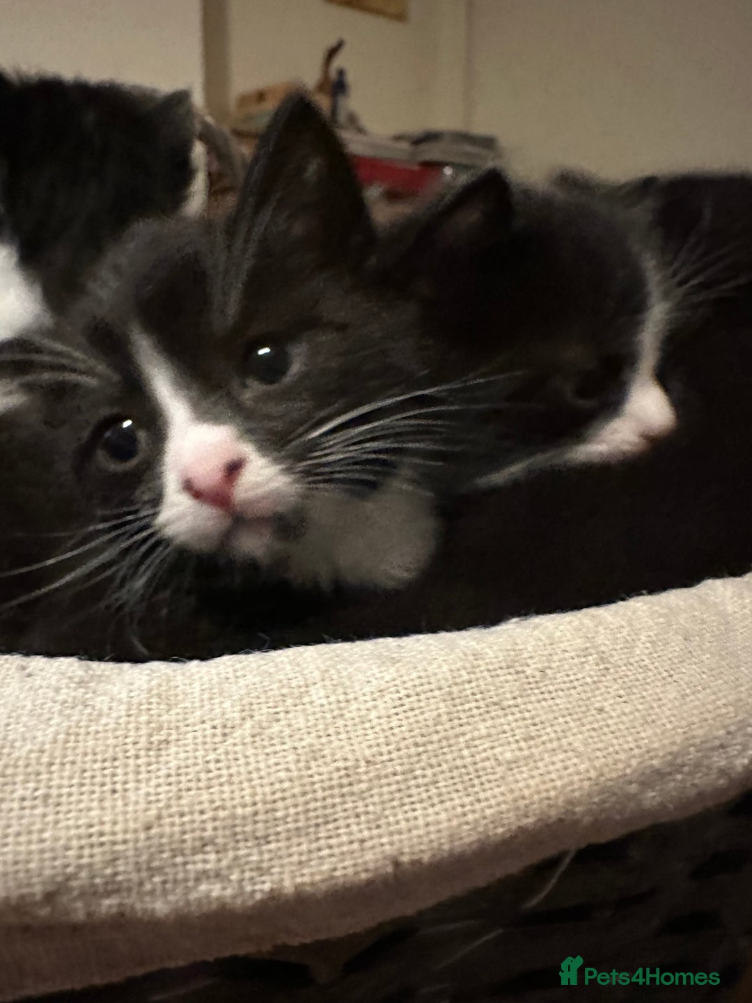 British Shorthair cats for sale: Beautiful kittens - Image 6