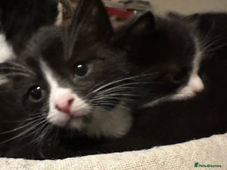 British Shorthair cats - Advert 10