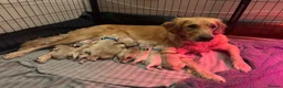 Golden Retriever dogs for sale: Gorgeous Golden Retriever Puppies - Advert 1