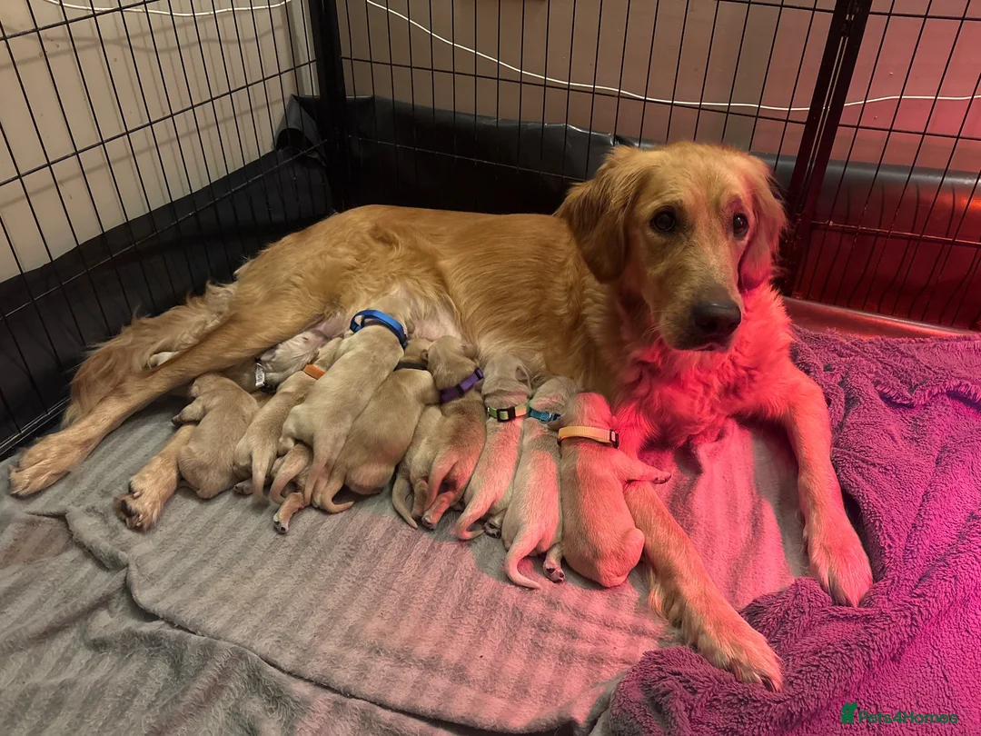Golden Retriever dogs for sale: Gorgeous Golden Retriever Puppies - Advert 1