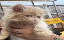 Persian cats for sale: GCCF registered Persian boy! (Colourpoint carrier) - Image 14
