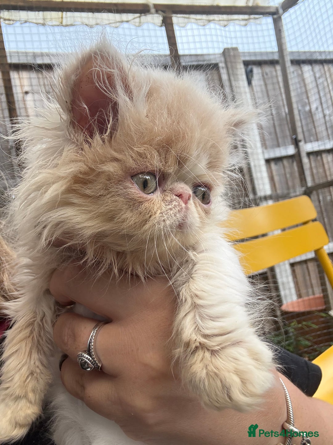 Persian cats for sale: GCCF registered Persian boy! (Colourpoint carrier) - Image 14