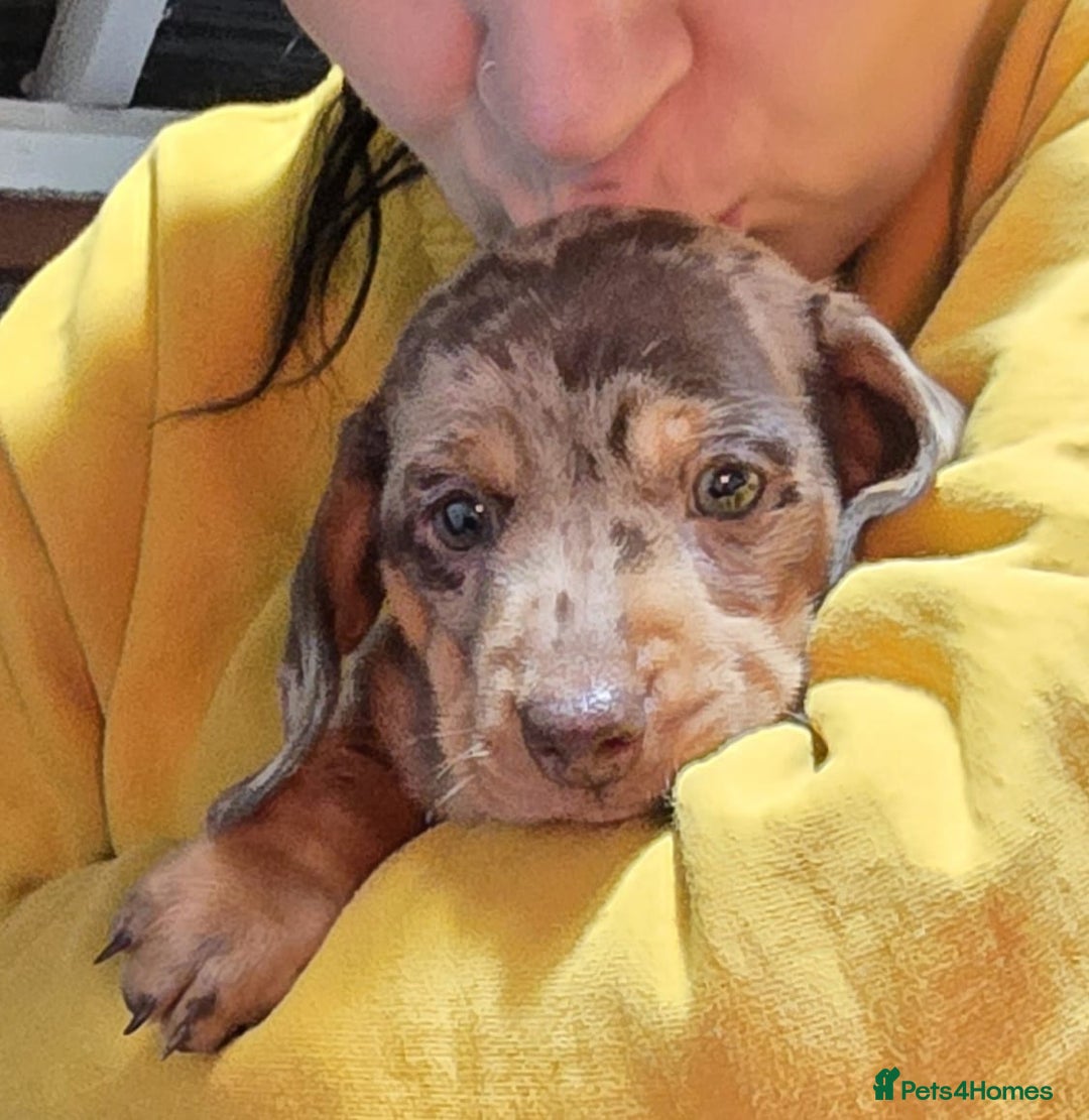 Miniature Dachshund dogs for sale: Two Beautiful Boys - Advert 25