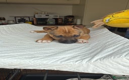 Mixed Breed dogs for sale: German Shepherd cross American bulldog puppies - Image 4