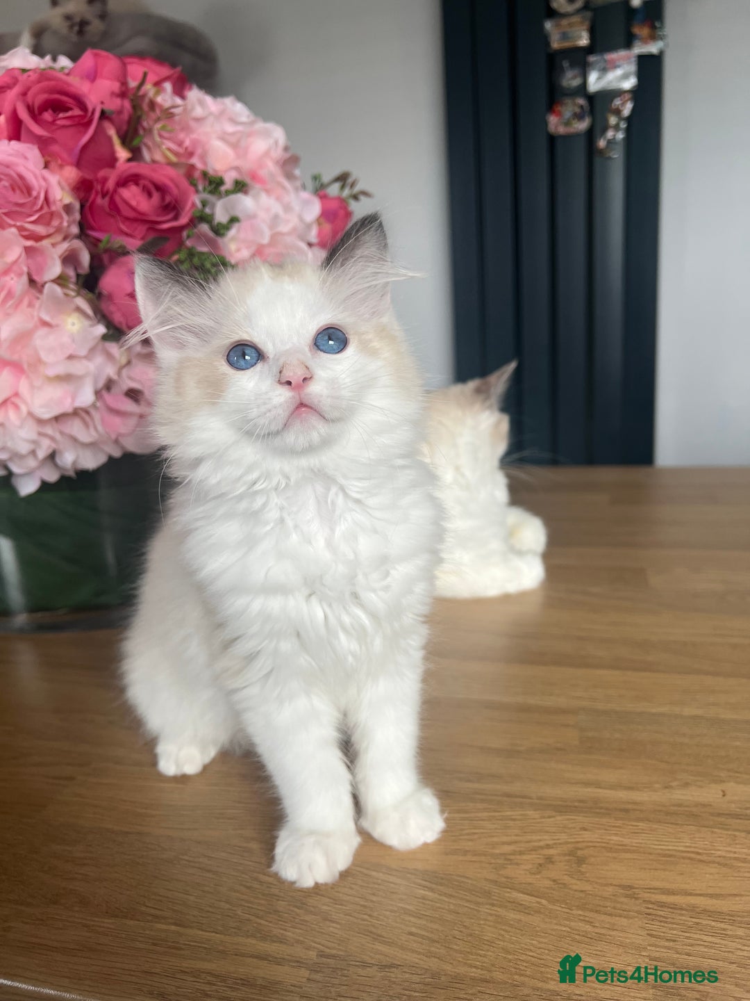 Ragdoll cats for sale: Registered Ragdoll kittens for sale - Image 35