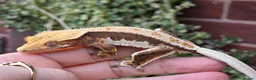 Gecko reptiles for sale: Various crested geckos  - Advert 22