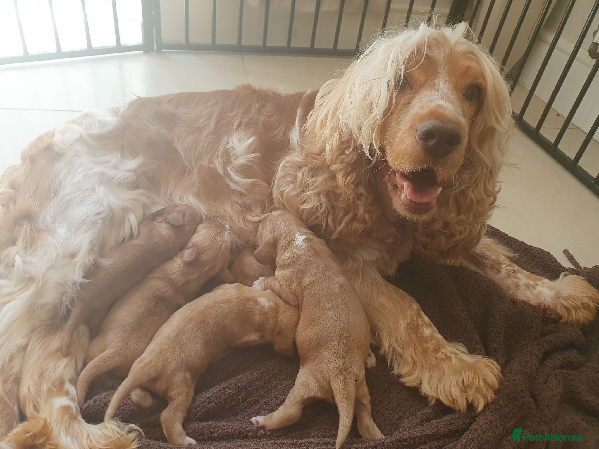 Cocker Spaniel dogs RKC SHOW COCKER SPANIEL PUPPIES EXTENSIVELY HEALTH - Advert 2