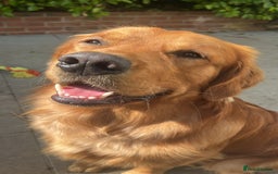 Golden Retriever dogs for stud: Fox red retriever for stud - IKC registered  - Image 7