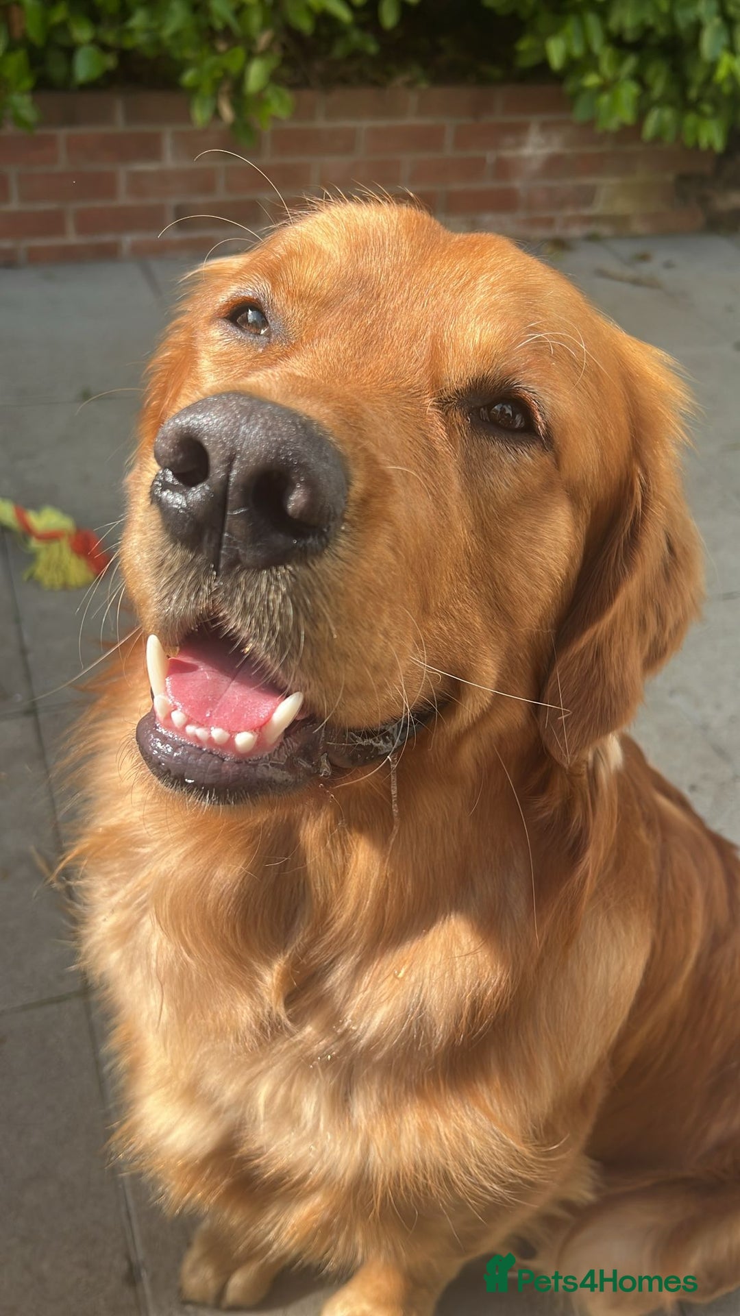 Golden Retriever dogs for stud: Fox red retriever for stud - IKC registered  - Image 7