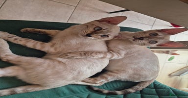 Bengal cats - Advert 11
