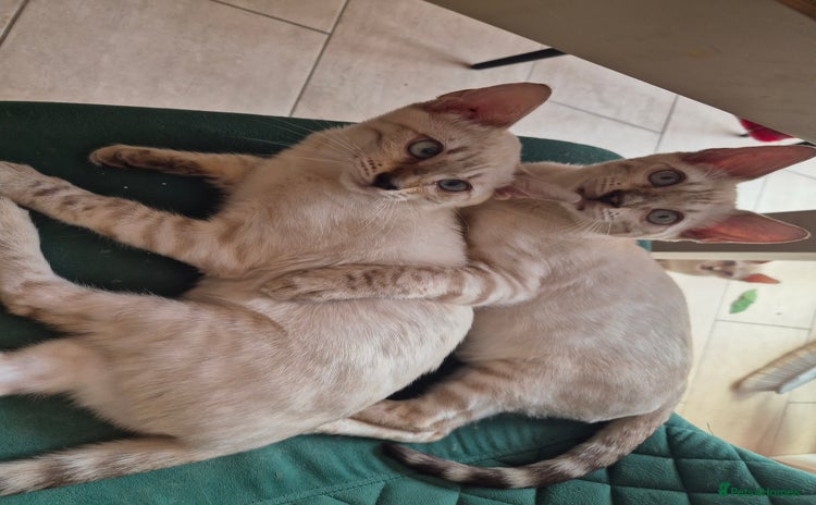 Bengal cats - Advert 10