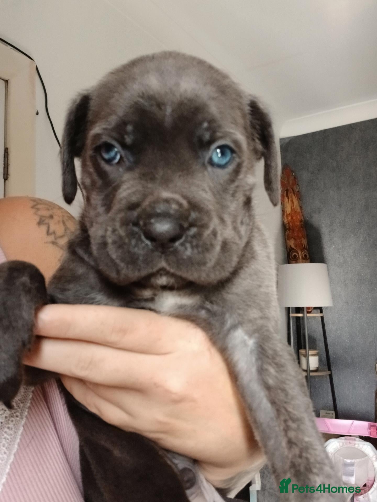 Cane Corso dogs Full breed cane corso puppies - Advert 2