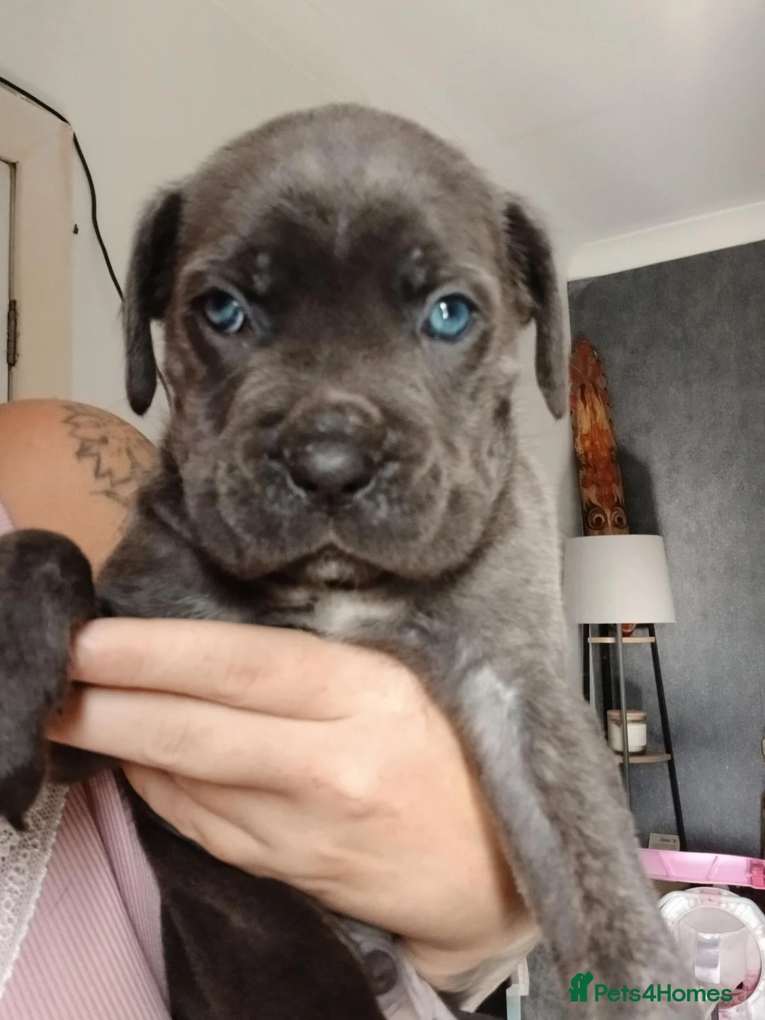Cane Corso dogs for sale: Full breed cane corso puppies - Advert 2