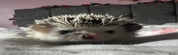 Pygmy Hedgehog rodents for sale: African Pygmy hedgehogs hoglets  - Advert 9