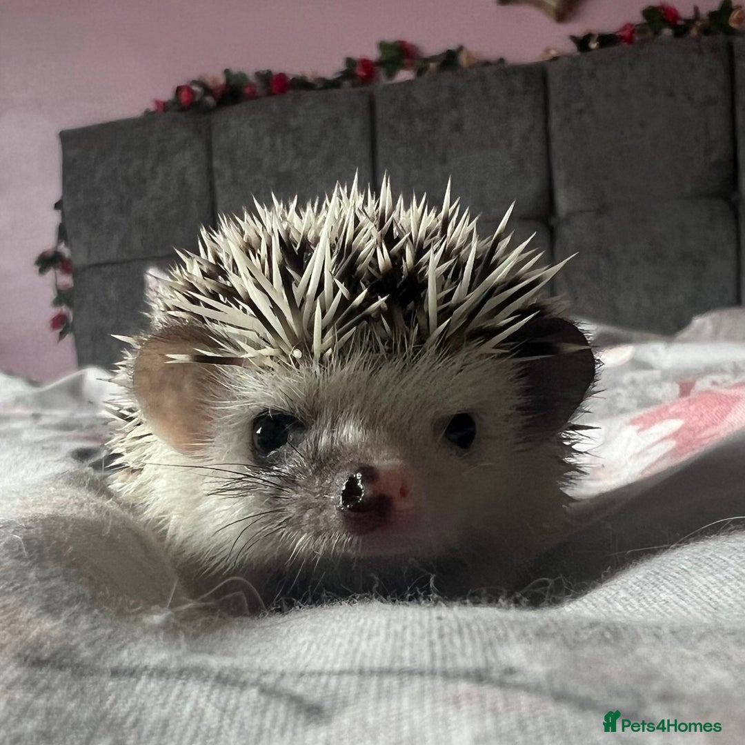 Pygmy Hedgehog rodents for sale: African Pygmy hedgehogs hoglets  - Advert 9